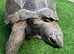Aldabra Tortoise x2