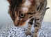 7 yewr old bengal