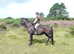 Looking for the impossible - 14.0- 15.1 Safe NF/cross or similar Gelding for husband & wife team based in New Forest