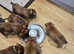 Boxer Puppies Ready Soon
