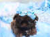 Beautiful true imperial shih tzu