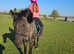 British riding pony