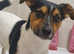 3 year old Jack Russell boy for Sale