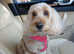 Female puppy  cockapoo for my 11yr old beautiful cockapoo to be an adopted mummy