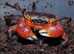 Red Apple Crabs at Birmingham Reptiles