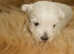 Westie puppies