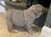 New English bulldog puppy