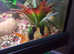 Does anyone have any tropical clown loach