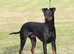 Manchester terrier KC registered puppies for sale
