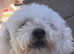 For sale Bichon frise