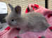 Litter of 5 English angora baby's READY NOW 2 LEFT