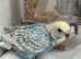 Hand Tame Female Budgie Ready April