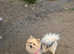 Pomchi puppies