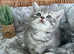 2 AVAILABLE READY NOW OUTSTANDING TICA KITTENS