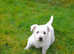 Male Westie Puppies For Sale
