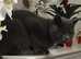 British Shorthair kittens Blue and Lilac