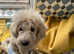 Toy poodle