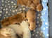 GCCF Registered British Longhair and Shorthair Chocolate and Black Golden Kittens