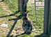 Wallaby