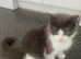 4 adorable kittens on sale looking for a lovely new home