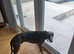 KC whippet