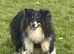 Black Tri Boy (Re home agreed)