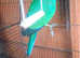 Port Lincoln parrot Indian ringneck