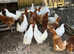 POL Pullets