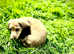 Cream / Black longhair dachshund kc reg