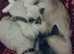 Blue tipped ragdoll kitten