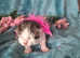 Stunning Siamese cross Ragdoll/snowshoe+ Domestic Shorthair