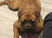 Dogue de Bordeaux x English mastiff