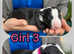 Outstanding KC Registered Bull Terrier Puppies