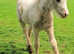 Handsome Yearling Cob Gelding