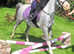 11.2 Welsh Section A Gelding