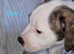 Staffordshire bull terrier puppies