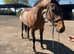 DORA 16.2h sport horse