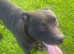 Staffy x labrador