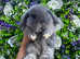 Gorgeous Mini Lop Baby's