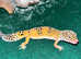 Leopard Geckos for sale