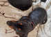 Miniature Smooth Haired Dachshund puppies-two boys left