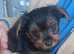 yorkie puppy 10 weeks