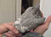 Beautiful pair of OPAL pigeons
