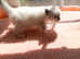 Ragdoll boy for sale