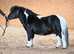 Miniature Show quality Well bred gelding SPSBS