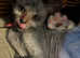 Adorable Lykoi Werewolf kittens