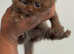 British Longhair CHOCOLATE & CINNAMON