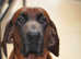 Redbone Coonhound Pups - Very Rare in the UK. Due 15th Sept