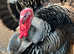 Slate/black turkey chicks
