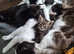 2 kittens for sale